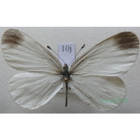 Leptidea sinapis (Linnaeus, 1758) male Wietek gorczycznik Czech10j